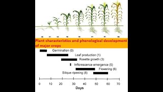 Plant characteristics and phenological development of major crops [upl. by Naruq]