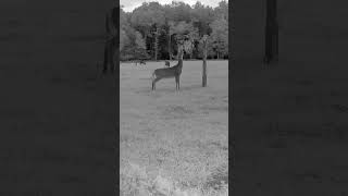 5 days to archery season opener and scrape is active 2024 new scrape september fall trailcam [upl. by Rhodes]