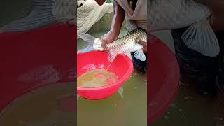 Amazing Gash Carp fish breeding🐟 system🥰 shortsvideo viral fishing [upl. by Riamo]