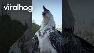 Bearded Vulture Swallows a Big Bone  ViralHog [upl. by Aletha]