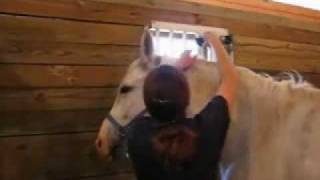 Horse Behavior Sensitization [upl. by Blanchard982]