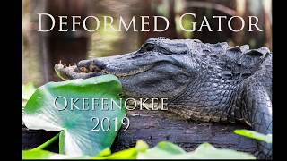 Deformed Okefenokee Alligator [upl. by Mizuki934]