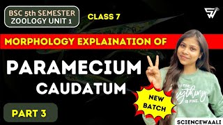 Morphology of Paramecium Caudatum  Paramecium Structure 🔥 Protozoa to Coelentrate [upl. by Nekcarb676]