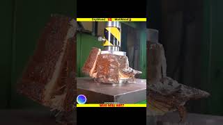 WetWood vs DryWood🌴🤔  Hydraulic Press vs Woods⁉️💥  shortsfeed trending woodcutting [upl. by Mill959]