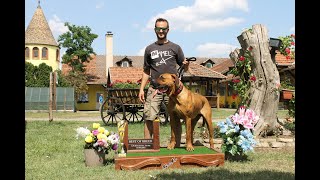 TOSA INU amp MEGBÍZHATÓ TENYÉSZTŐK Heck Gyula Ordasi Dunaőrző Tosa Inu Kennel [upl. by Danyelle]