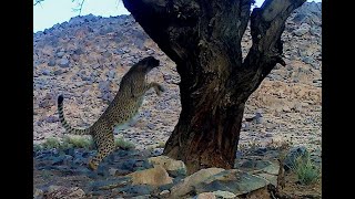 Le guépard dans le Sahara algérien [upl. by Notirb394]