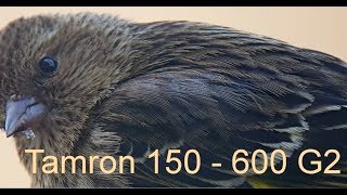 Tamron 150  600 G2 Sony Follow up Review [upl. by Lillis]