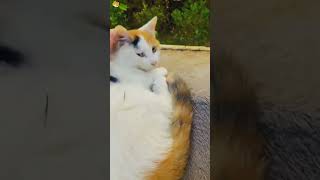 Sleeping cats funny cat petvideos cutespets pets funnypets catfunny animals [upl. by Yedsnil]