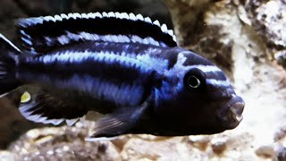 Electric Blue Johanni cichlid Aggressive Malawi Mbuna 4k [upl. by Nytsuj750]