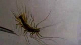 Amazing Creatures Vol1 No1  Scutigera coleoptrata [upl. by Landri]