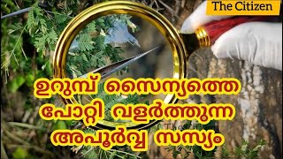 ഉറുമ്പ് സൈന്യത്തെ പോറ്റി വളർത്തുന്ന അപൂർവ്വ സസ്യംbullhornacacia acacia botanical [upl. by Benedic]