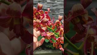 Black Magic Orchid Ganda yarn orchid orchidworld plants garden gardening fyp [upl. by Retswerb]