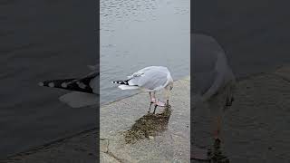 Herring gull shortsvideo herringgull birds albertdock liverpool [upl. by Neema]