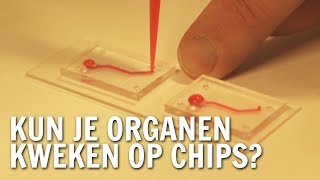 Kun je organen kweken op chips  De Buitendienst over Dierproeven [upl. by Santoro]