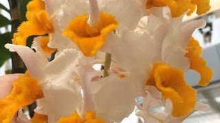 Tropical Greenhouse Orchid Tour for June Whats in Bloom and Orchid care tips [upl. by Eldrid535]