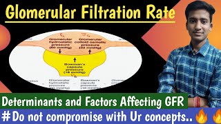 Glomerular Filtration Rate Factors Affecting GFR  Renal Physiology Hindi  Ashish Agrawal [upl. by Ahsinev783]