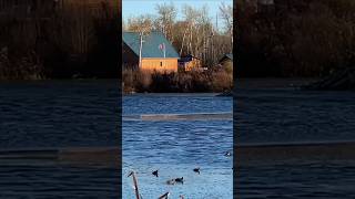 Duck swimming  Miquelon lake  late fall [upl. by Ashti]