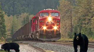 Trains and Bears on Rogers Pass [upl. by Egroeg474]