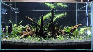 Project Cryptocoryne 65x40x35 NACD Aquarium [upl. by Stu507]