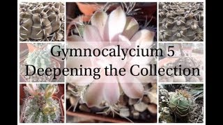 Gymnocalycium 5  Deepening the Collection Cactus Series 6 [upl. by Sabra194]