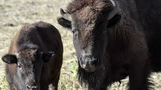 Custer State Park prepares for annual buffalo roundup [upl. by Hyams]