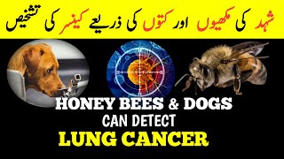 Honey Bees and Dogs Can Detect Lung Cancer Michigan Researchers Say  Arif Mobin Official [upl. by Clance]