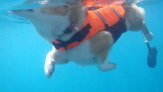 Dog paddle underwater  いぬかき 水中撮影 20110705 GoroWelsh corgi [upl. by Ahsitram]