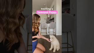 Training a 10 week old Samoyed Puppy 💕 puppies samoyed [upl. by Riay]