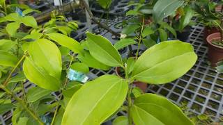 Cinnamomum cassiaCinnamon 阿里山土肉桂圖鑑 [upl. by Aneerahs240]