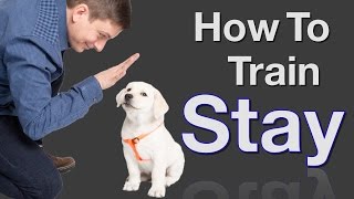 How to Teach your Dog to Stay in 3 Steps Force Free [upl. by Eioj151]