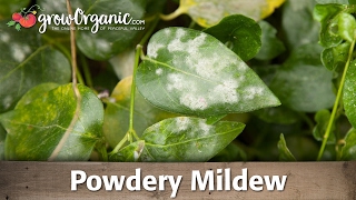 Powdery Mildew  Organic Gardening [upl. by Tonina]