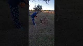 BOERBOEL PUMPKIN THEIF viralvideo boerboel viralshorts video shorts short funny shortvideo [upl. by Yrellih]