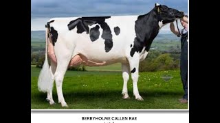 AgriScot 2022  Berryholme Callen Rae VG88Senior Cow Class [upl. by Britte]