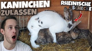 Kaninchen Paarungszeit 2022 ❤ Zulassen beim ZÜCHTER  Rheinische Schecke 🐇  Schustrich S 20 [upl. by Brinkema]