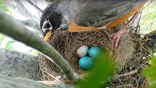 Brood parasitism American Robin rejects a Cowbird egg [upl. by Wilda]