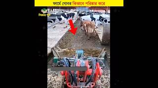 ফার্মে গোবর কিভাবে পরিষ্কার করে  শিক্ষার পথ shorts cowfarm [upl. by Eetnwahs620]