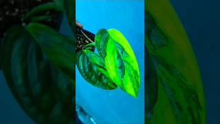 Philodendron Varieties monsteraperu monsteralaniata tortum [upl. by Siladnerb94]