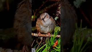 Dunnock singing Jernspurv sang Heckenbraunelle gesang Heggenmus geluid Järnsparv shorts عصفور الشوك [upl. by Masuh443]