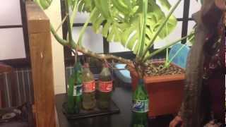 How to Root Monstera deliciosa in a Bottle [upl. by Dympha]