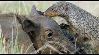 Robotic Warthog Groomed by Mongoose [upl. by Boyes]