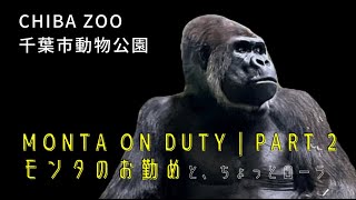 S1E010｜Monta is on duty while Rola is relaxing indoors｜Gorillas｜CHIBA ZOO｜モンタのお勤め｜ゴリラ｜千葉市動物公園 [upl. by Eneleh]