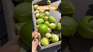 First Tomatillo Harvest garden gardening plants harvest tomatillo salsaverde nightshade ca [upl. by Wayolle926]