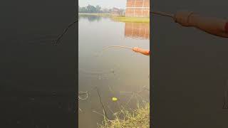 Hock fishing 🎣 video fishing fish shorts viralvideo youtube [upl. by Ennayhs]