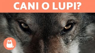 10 RAZZE DI CANI che sembrano LUPI 🐺 Scoprile [upl. by Durgy]