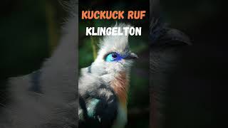 🐦 Kuckuck Klingelton kostenlos downloaden für iPhone amp Android [upl. by Hodosh]