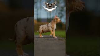 Baby vs soldier Animal transformation short viral [upl. by Enytsirk]