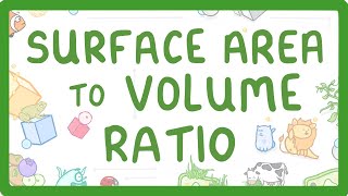 GCSE Biology  Surface Area to Volume Ratio [upl. by Hsiri173]