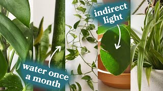 The 5 Best Houseplants For Beginners [upl. by Ridgley]