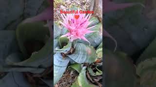 Most beautiful pink Aechmea Fasciateyt shorts viral lovinggardengardening video [upl. by Annairol]