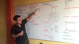 AMEBAS  ENTAMOEBA HISTOLYTICA  GENERALIDADES CICLO DE VIDA EPIDEMIOLOGIA PATOGENIA CLINICA [upl. by Duncan]